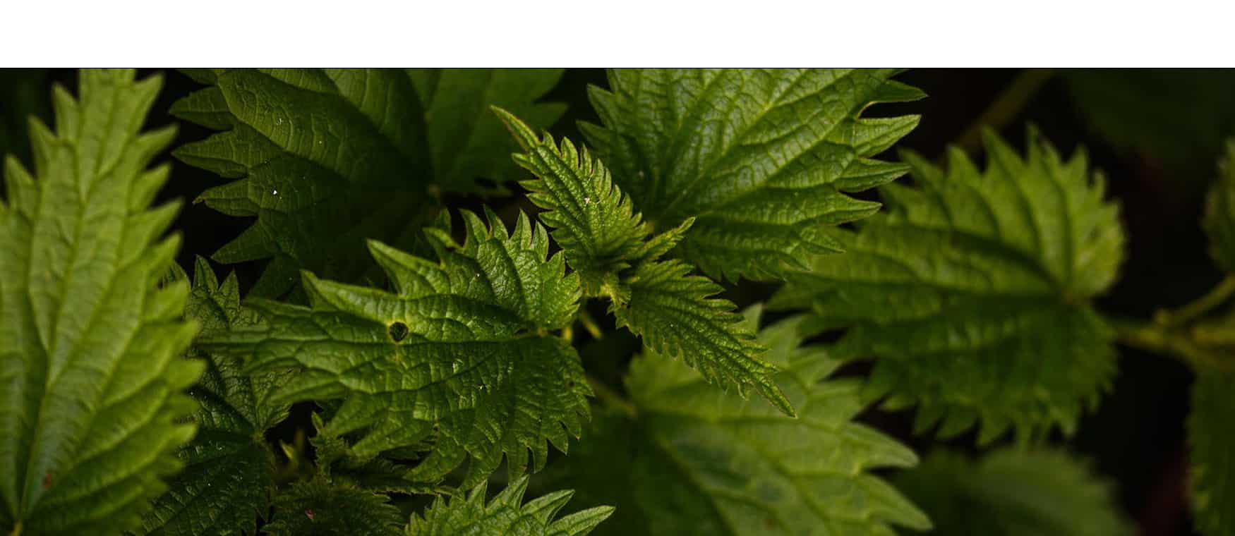 Lees meer over het artikel Brandnetel