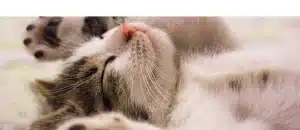 Lees meer over het artikel Slapen en stres